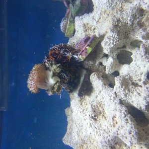 20150314 Collector/Halloween Urchin stealing away my Leather and frags