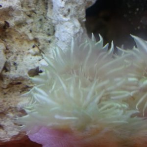 20150409 Carribean Rock Anemone getting acclimated to its new home.