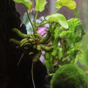 Nymphoides aquatica (Banana Plant)