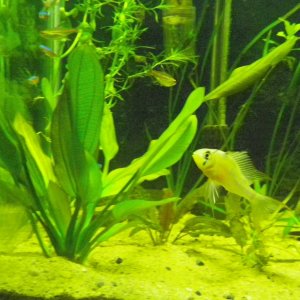 Red melon sword and male Bolivian Ram
