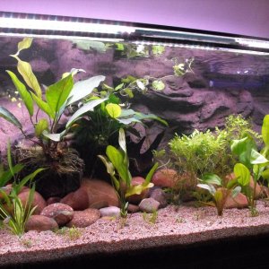 1 week after planting...you can just make out at the front of the tank the various Crypts that I bought as tissue culture plants.