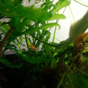 20150506 Berried female - small bunch