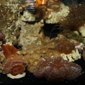 Natural Colored Corals