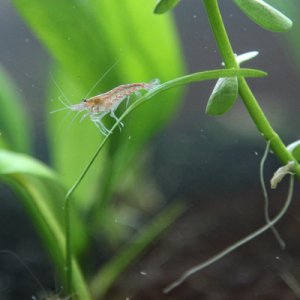 New shrimp