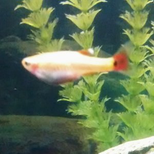 one of my Golden Cloud Minnows