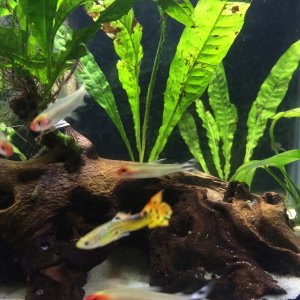 Guppy and his crew