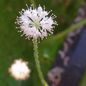 Brazilian Pennywort Flower