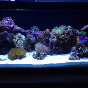 20L nano reef