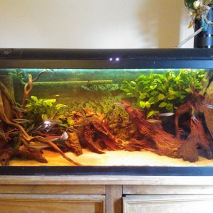 Tropical tank, running, in this incarnation since Aug 2015, but I have had this tank and many of the fish for years now. 
4ft, Aquis 1050 external fil