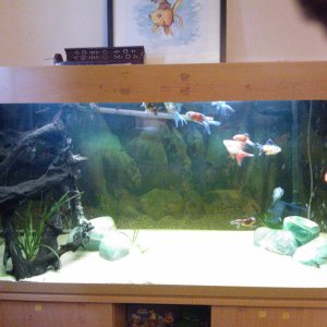 Coldwater tank, running since Dec 2015, although fish and filters were moved from a tank that had previously been running for about 6 years.
4 ft, Aqu