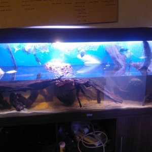 Turtle tank, running as a turtle tank since Feb 2015, but have had 2 of the guys for a year now.
5ft, Aquis 1000 external filter
2 helmeted turtles, 1