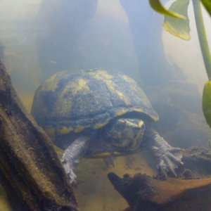 Bertram the musk turtle. 
Originally living with the two yellow bellied and the map turtle who are all twice his size in a 4x1ft tank. Was not a happy