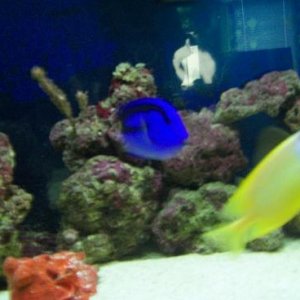Fox Face With Blue Hippo Tang