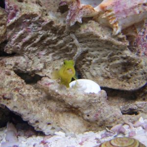 yellow watchman goby with sore on bottom lip