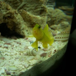 yellow watchman goby with sore on bottom lip