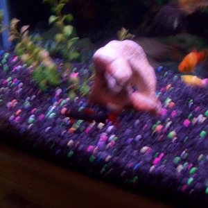 red tail shark,sunset platy, glo-fish