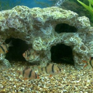 tiger barb family new baby added today(now all gone to nasty)