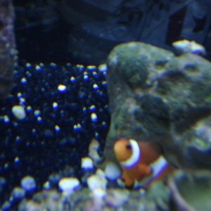 "King" The Percula Clownfish