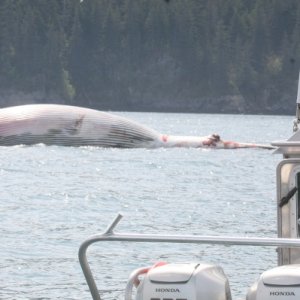 Dead Humpback whale in Port Valdez, courtesy of Exxon oil tanker SeaRiver Kodiak, June, 2009.