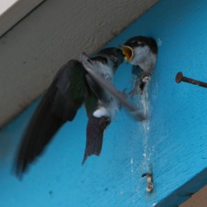 Swallows nesting in a hole in a building feed their young even when they are the same size as the parents.