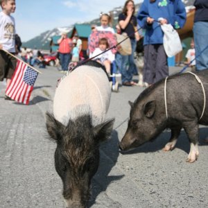 Patriotic porkers