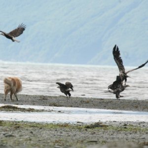 An irresponsible dog owners allows the canine to harrass bald eagles feeding on spawned out salmon at Alllison Point.