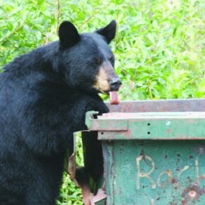 This bear really likes garbage.