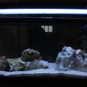 fish tank with a light