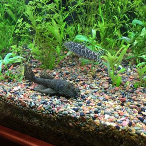 Loach and catfish
April 2016