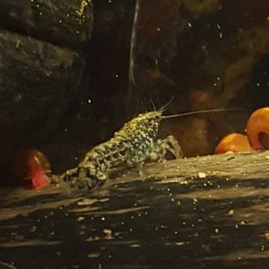 Dwarf Cajun crayfish