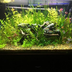 0712 before tank re scape