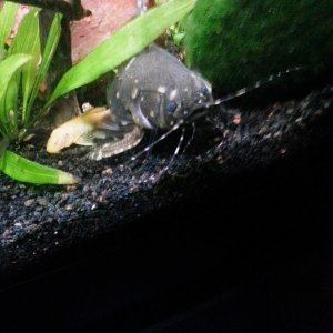 20160323  Spotted Raphael cat next to a full grown female BN Pleco