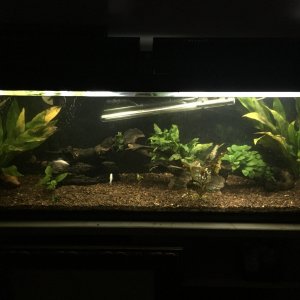55g planted, less driftwood