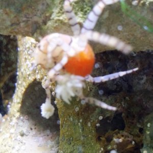 8/12/16 Pom Pom Crab female with eggd - the orange blob