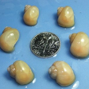 Ivory Mystery Snails