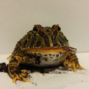 Ornate pacman frog