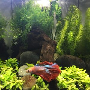 MID FEB 2017 - AFTER A MAJOR HAIRCUT, CLEANING, & PROPAGATION OF PLANTS. Tetras now hide under the driftwood due to brightness and less cover from the