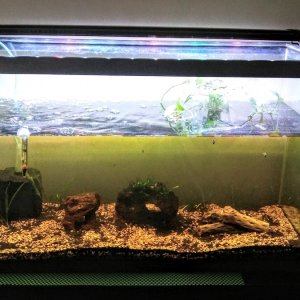 27 gal 6 16 2017  25ppm ammonia  0 nitrite  5ppm to 10ppm nitrate