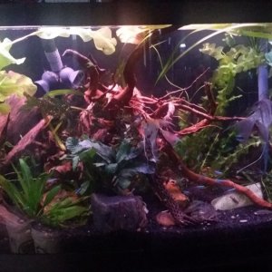 20171030 FTS with all the added wood and plants waiting for the 90G to get set up