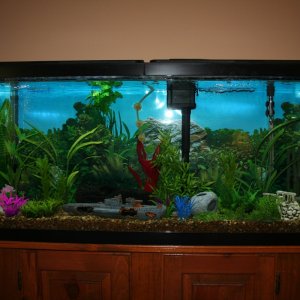 My 55 gallon Aquarium