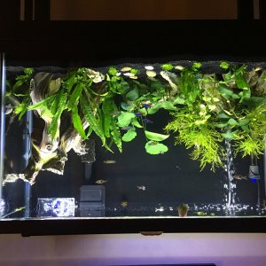 29 gallon fish tank-  i have no idea why this is upside down. lol