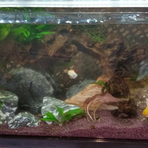 2018 10/06 
Spec as a harder water tank to support Mystery Snails, and Dwarf Crayfish and some yet to be determined harder water fish.  Maybe a Betta.