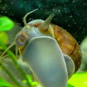 Mystery Snail