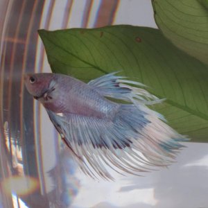 hunter, my first betta a crowntail male (yes unfortunately he was kept in a bowl before i knew any better)