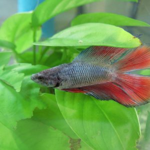 Perry, double tail betta