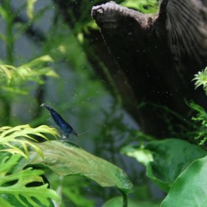 Blue shrimp just added to my 20 gallon