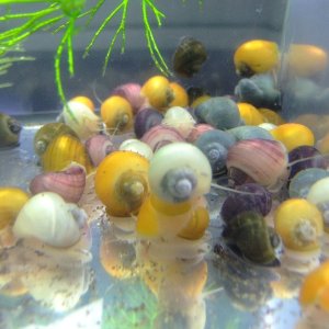 Mystery Snails - Assorted