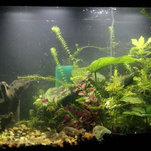 Redesign to 20 gallon. had to take out plants when catching tetras to sell them. Moved the driftwood to the other side and out the plants back in.