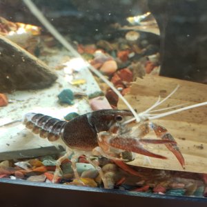 2019429Crayandwafer

Eating a Shrimp King wafer