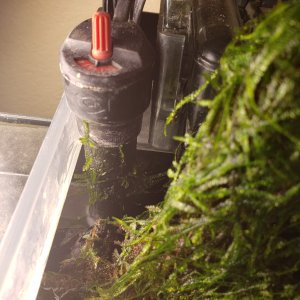 20190914 monster moss growing on everything